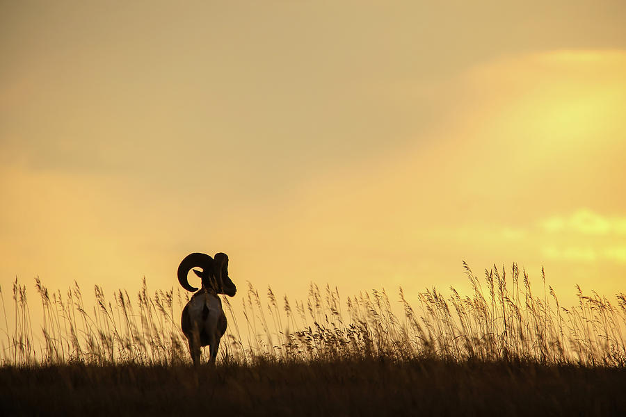 Big Horn Sheep #3 Photograph by Brook Burling