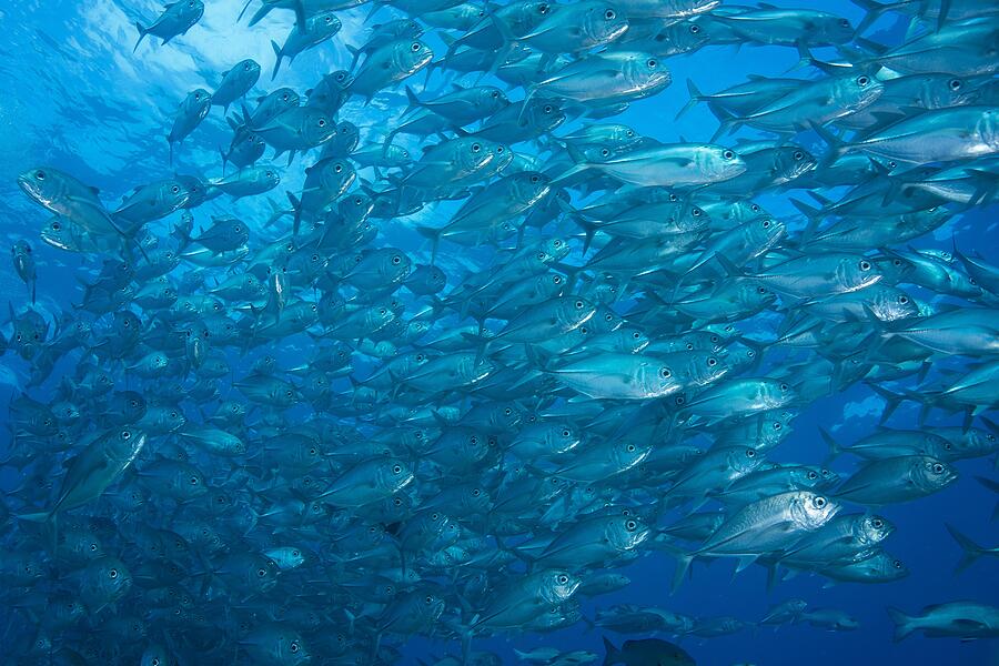 Bigeye Trevally (Caranx sexfasciatus), school of trevallies, Palau #3 Photograph by J.W.Alker Bigeye Trevally (Caranx sexfasciatus), school of trevallies, Palau #3 Photograph by J.W.Alker