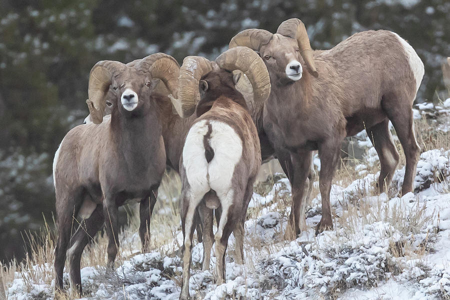 Bighorn sheep rams Photograph by Greg Bergquist - Fine Art America