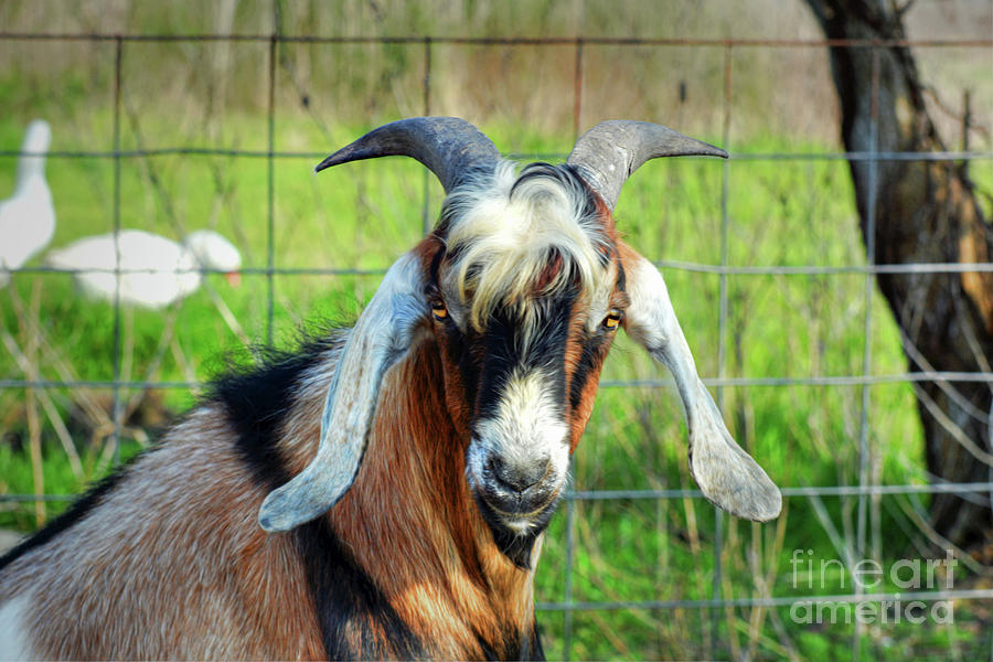 Billy goat #3 Photograph by Savannah Gibbs
