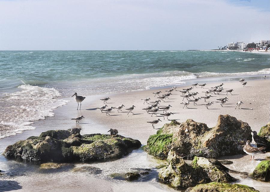 Birds on the Beach Photograph by Mary Pille