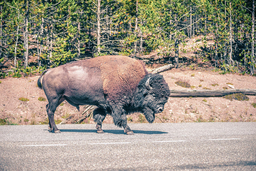 Bison At Yeallowstone National Park In Wyoming #3 Photograph by Alex Grichenko