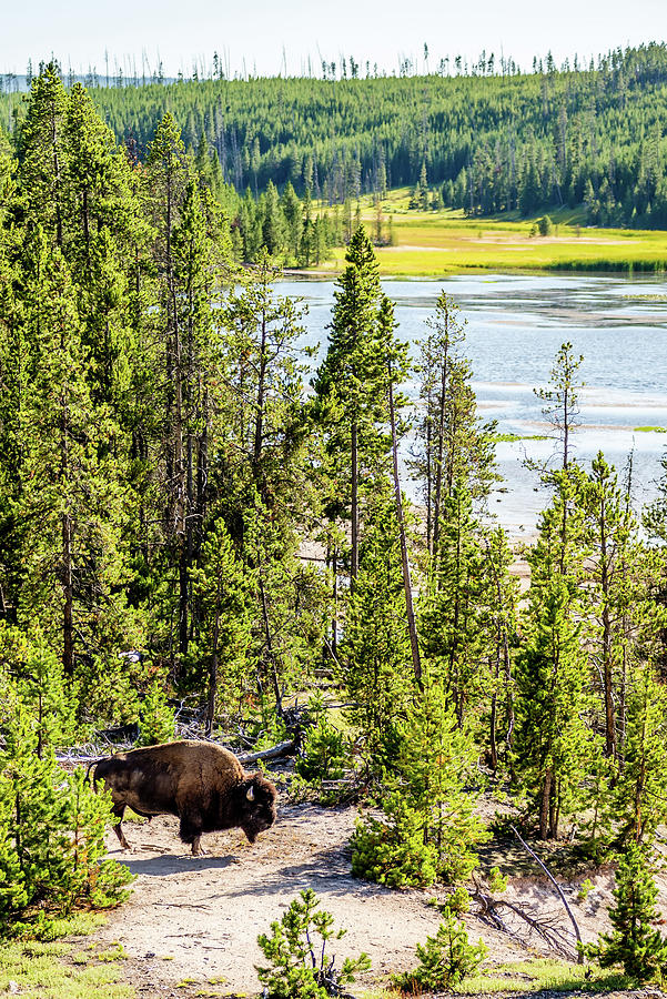 Bison Grazing On A Meadow In Yellowstone National Park #3 Photograph by Alex Grichenko