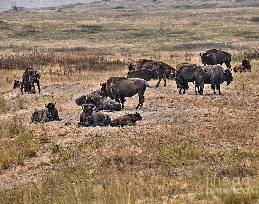 Bison on the Range  #3 Photograph by Steve Brown