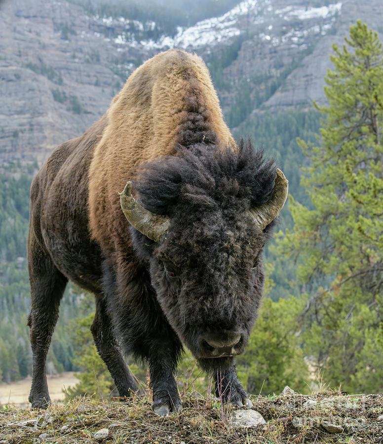 Bison #3 Photograph by Patrick Nowotny