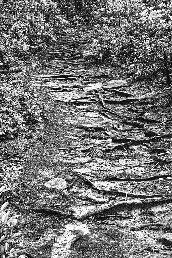 Black And White Trail #3 Photograph by Phil Perkins