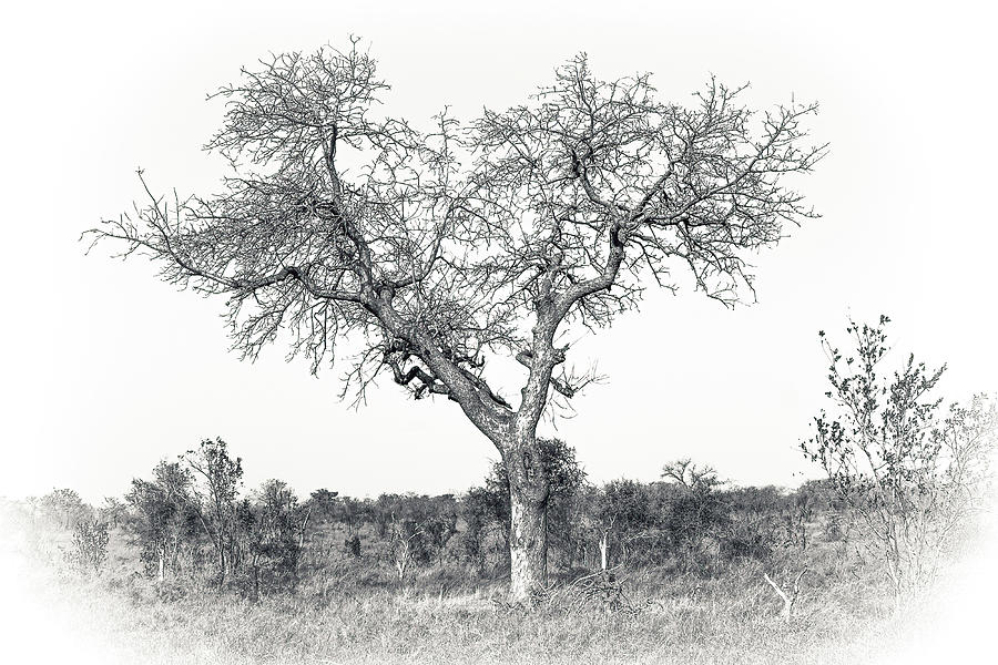 Black and White Tree Collector Edition #3 Photograph by Keith Carey