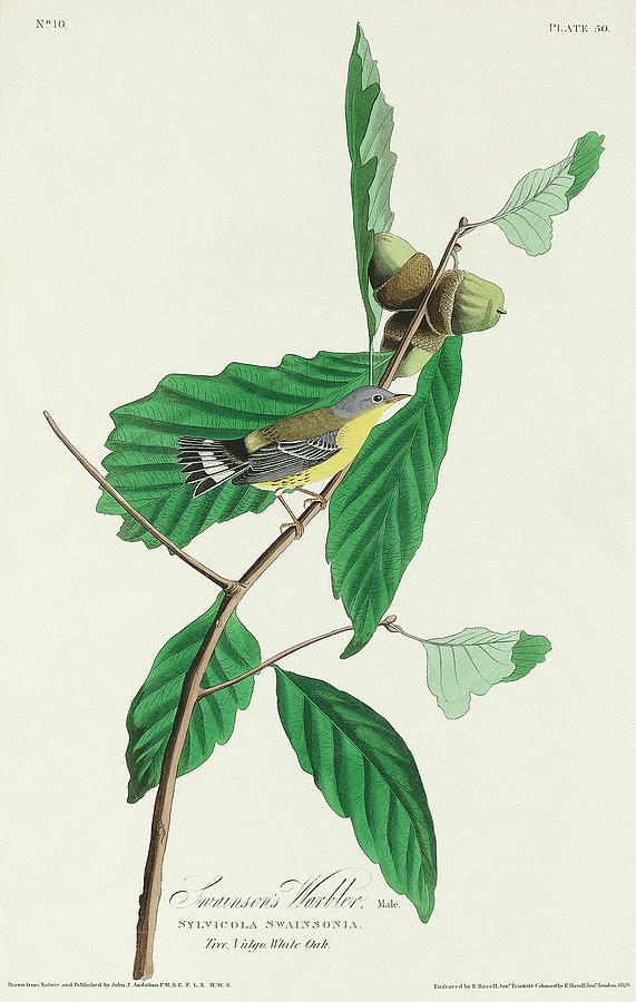 Audubon Birds Drawing - Black and Yellow Warbler #3 by John James Audubon