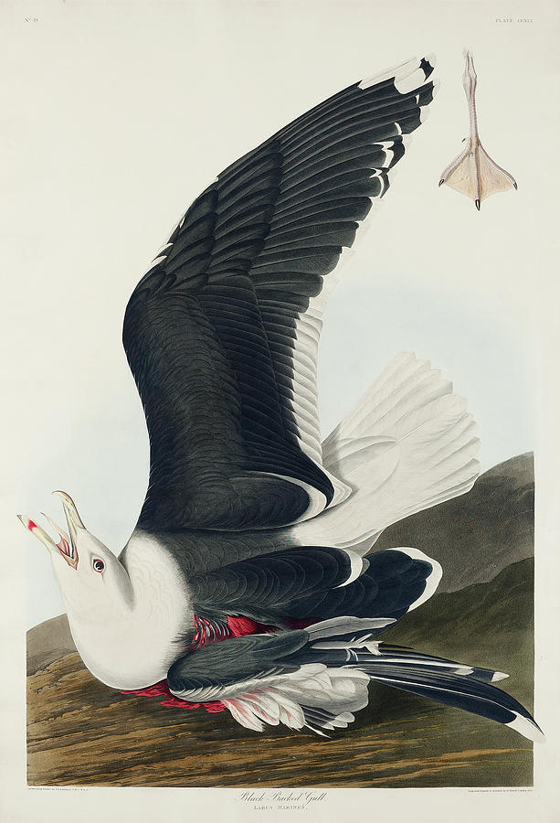Audubon Birds Drawing - Black Backed Gull #3 by John James Audubon