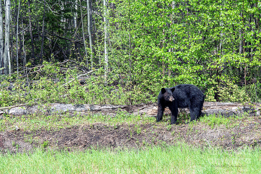 Black Bear #3 Photograph by David Arment