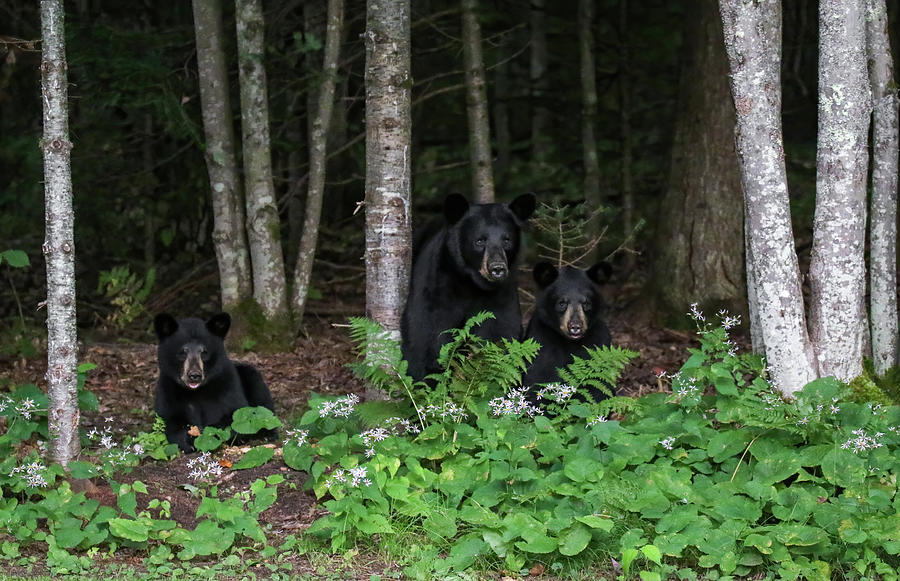 Black Bear Family #3 Photograph by Brook Burling