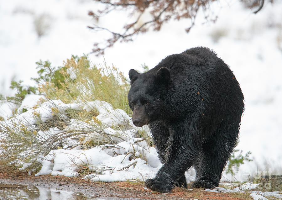 Black Bear #3 Photograph by Patrick Nowotny