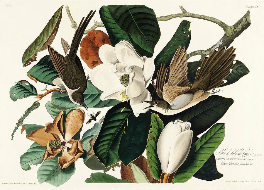Audubon Birds Drawing - Black-billed Cuckoo #3 by John James Audubon
