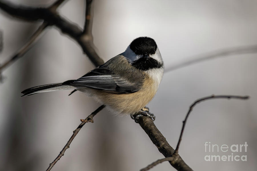 Black Capped Chickadee #3 Photograph by JT Lewis