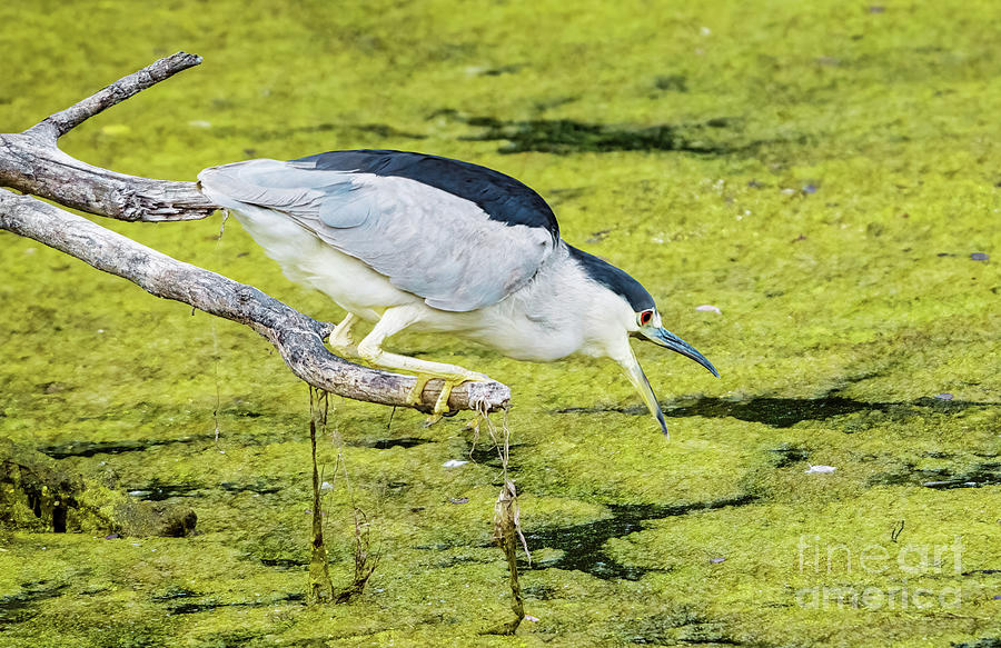 Black-crowned Night Heron #3 Photograph by Charline Xia