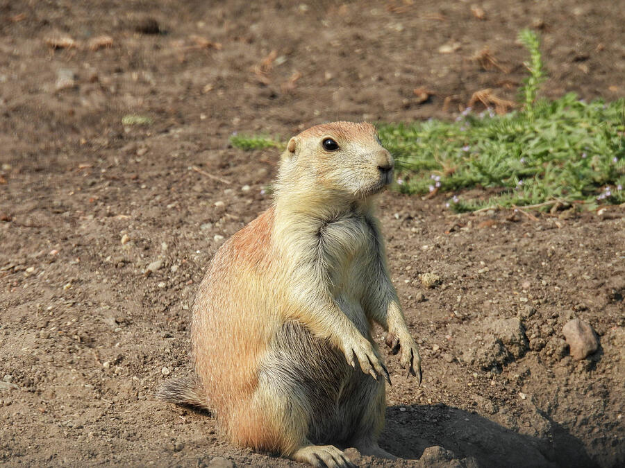 Black tailed prairie dog in White Horse Hill National Game Preserve ...