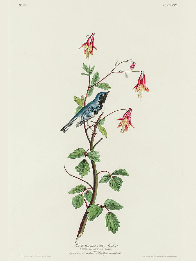 Audubon Birds Drawing - Black-throated Blue Warbler #3 by John James Audubon