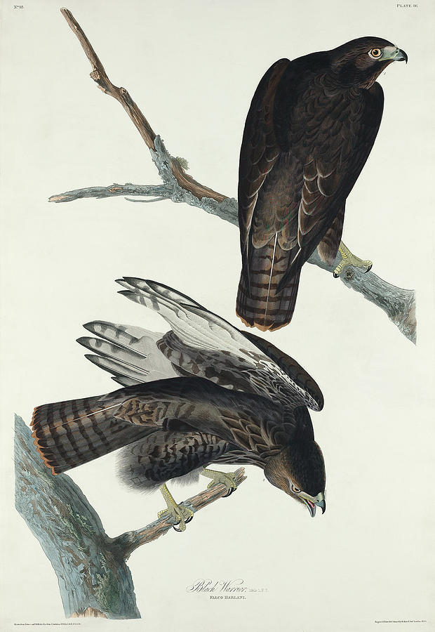 Audubon Birds Drawing - Black Warrior #3 by John James Audubon