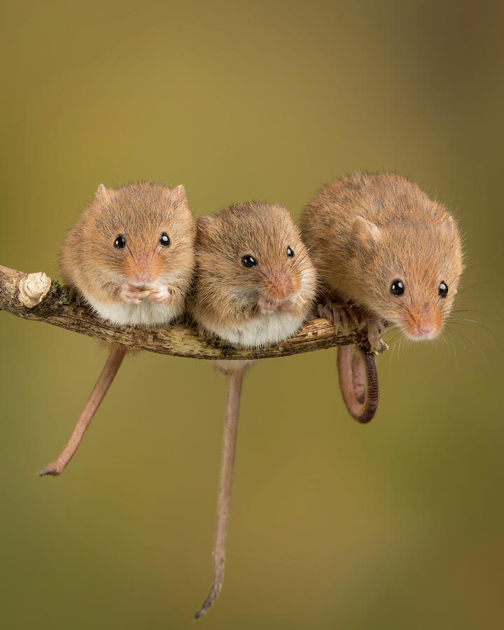 Mouse Photograph - 3 Blind Mice by John Brown
