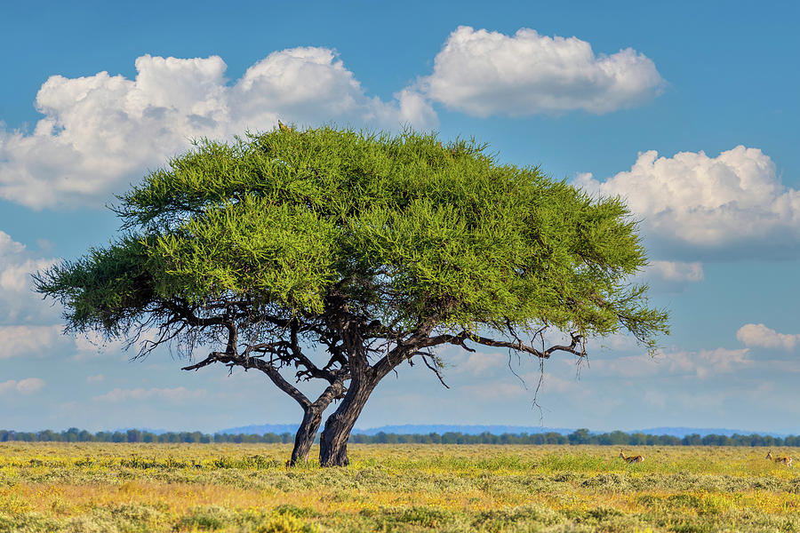 Blooming Kalahari desert South Africa wilderness Photograph by Artush ...