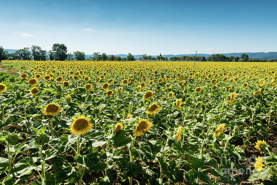 Blooming Sunflowers Field In France, Europe Photograph