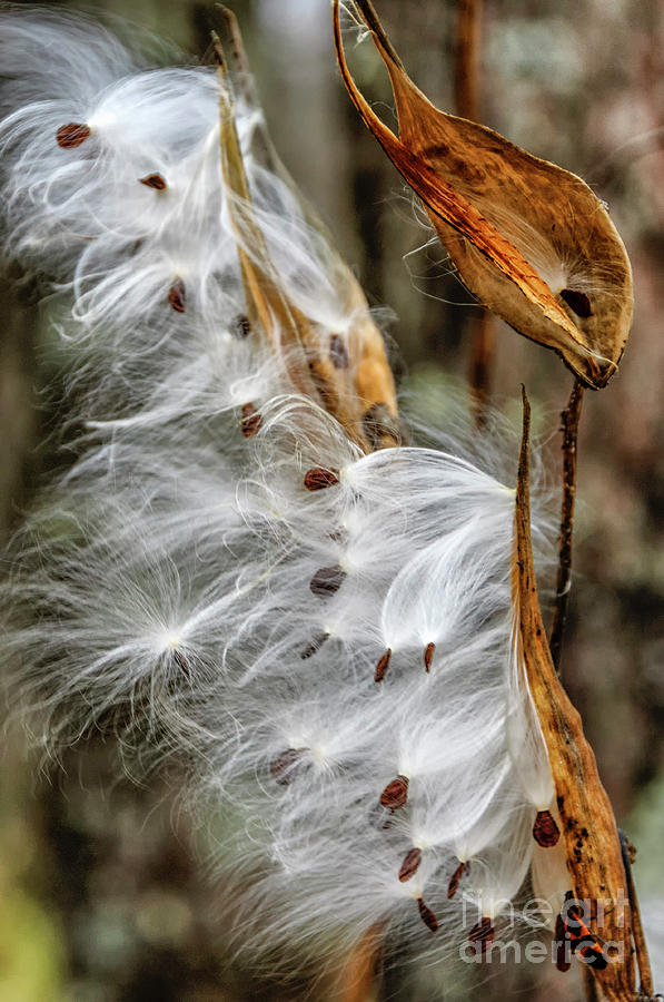 Blowing In The Wind Photograph