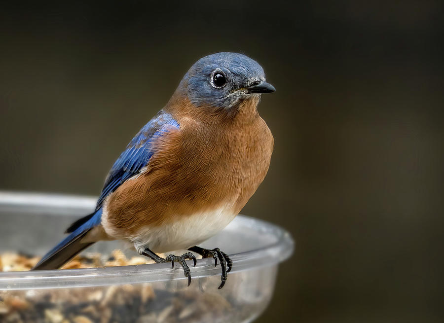 Blue Bird #3 Photograph by Bill Frische