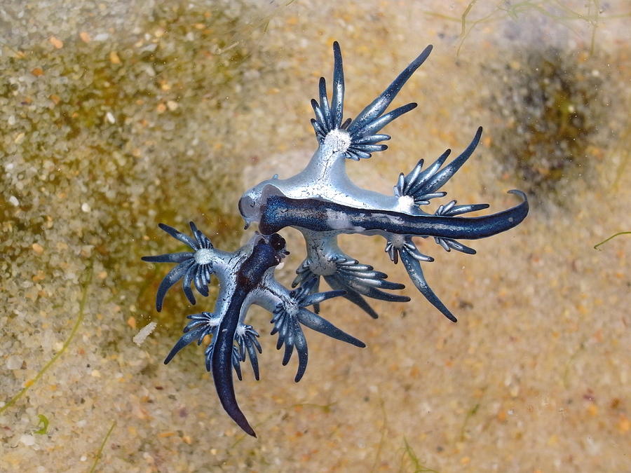 Blue Dragon, Glaucus Atlanticus, Blue Sea Slug #3 Photograph by S.Rohrlach