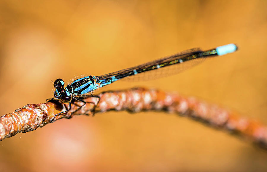 Blue Dragonfly #3 Photograph by Lilia S