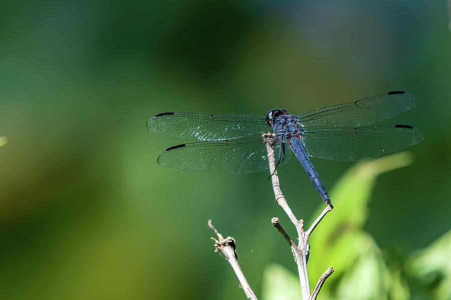 Blue Dragonfly #3 Photograph by Rose Guinther