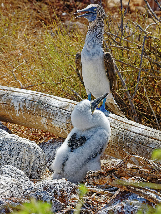 Blue-footed Boobies #3 Photograph by Sally Weigand