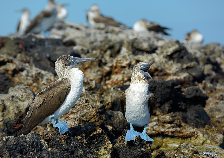 Blue-footed Booby, Sula nebouxii, Punta Moreno, Isabela Island, Galapagos Islands, Ecuador #3 Photograph by Kevin Oke