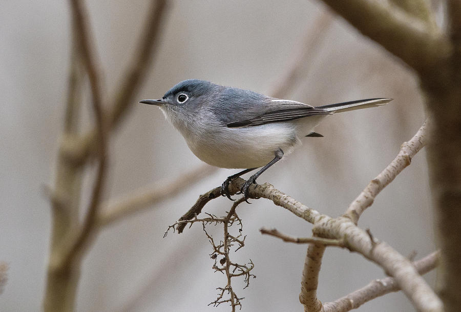 Blue-gray Gnatcatcher - Polioptila caerulea - Birds of the World