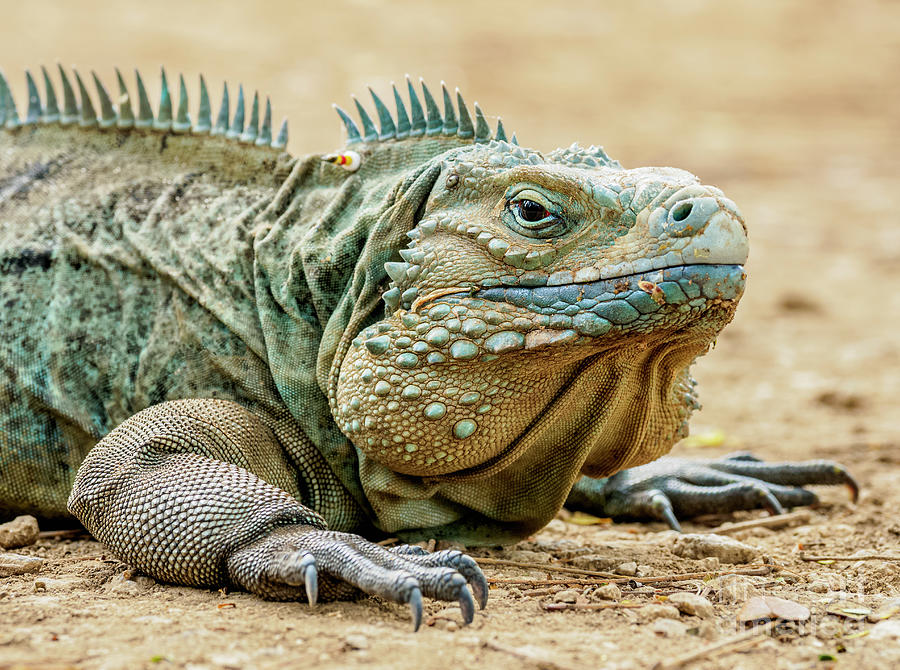 Blue iguana, Grand Cayman, Aworan Awọn erekusu Cayman nipasẹ Karol Kozlowski