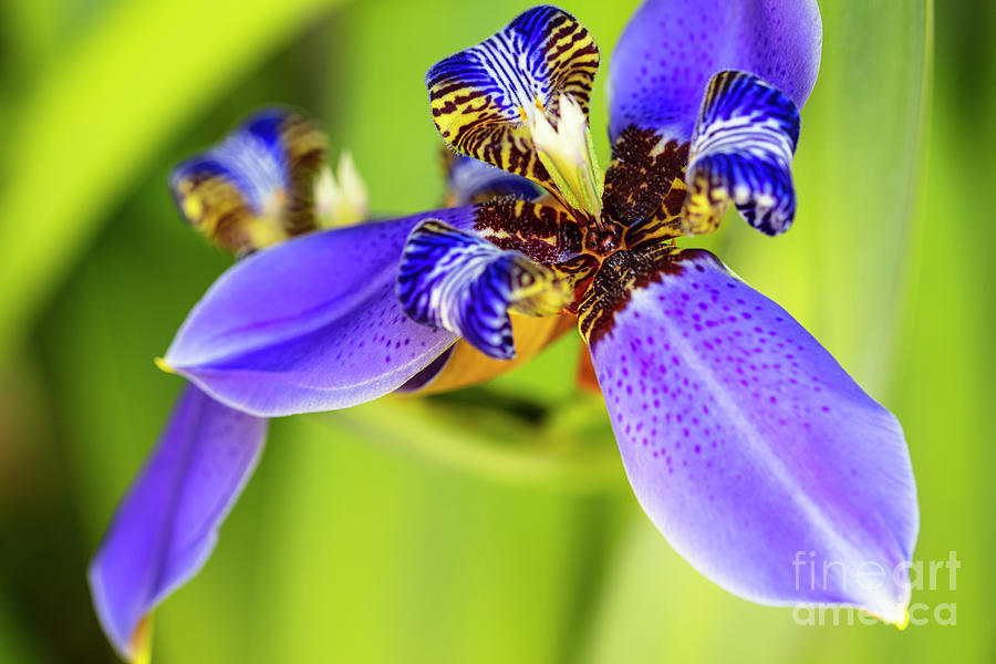 Blue Iris #3 Photograph by Raul Rodriguez