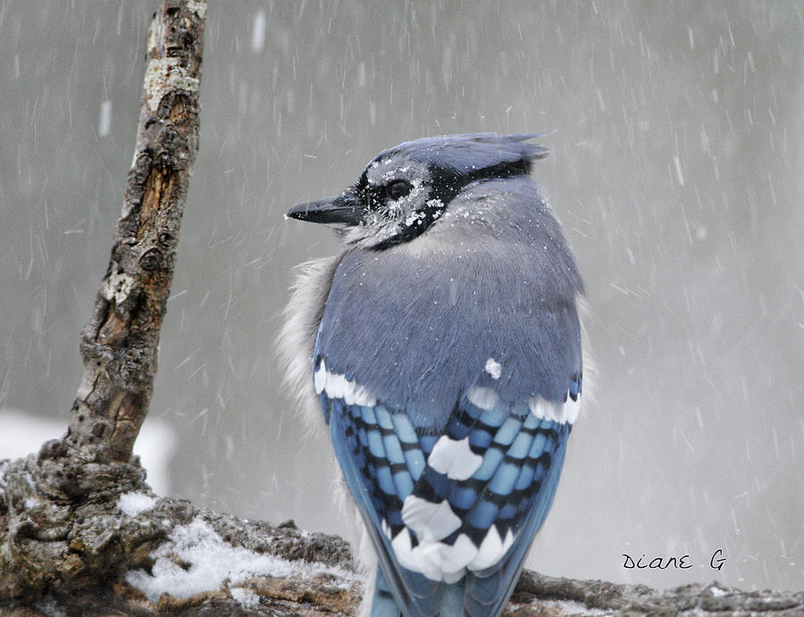 Blue Jay in a blizzard #3 Photograph by Diane Giurco