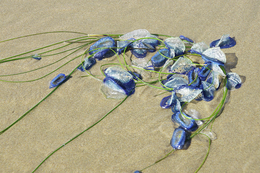 Blue jellyfish #3 Photograph by Steve Estvanik
