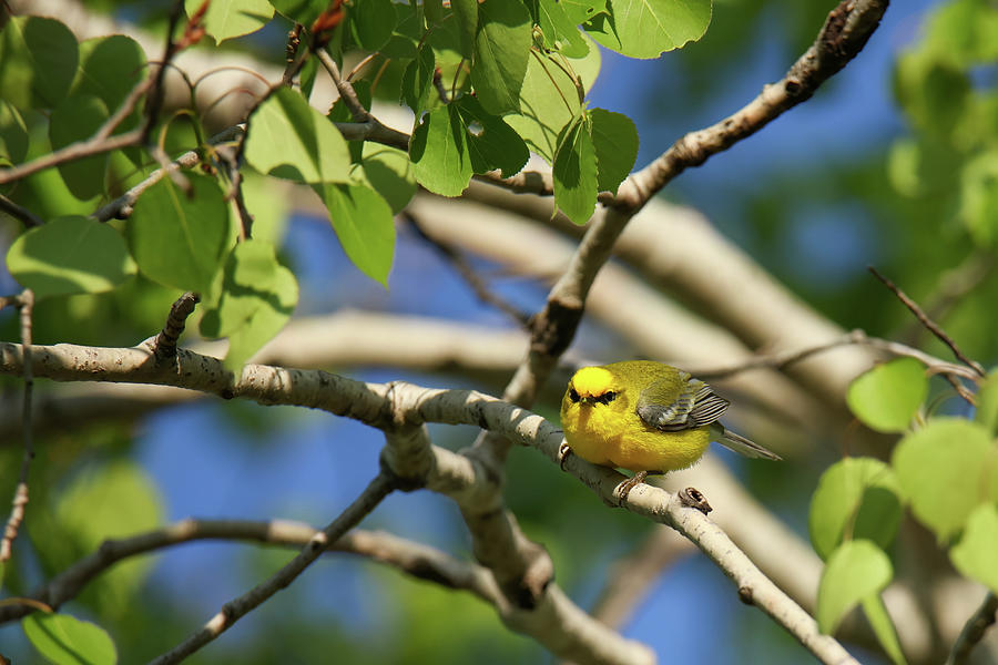 Blue Winged Warbler #3 Photograph by Brook Burling