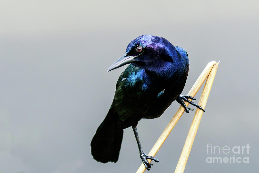 Boat Tailed Grackle #3 Photograph by Ben Graham