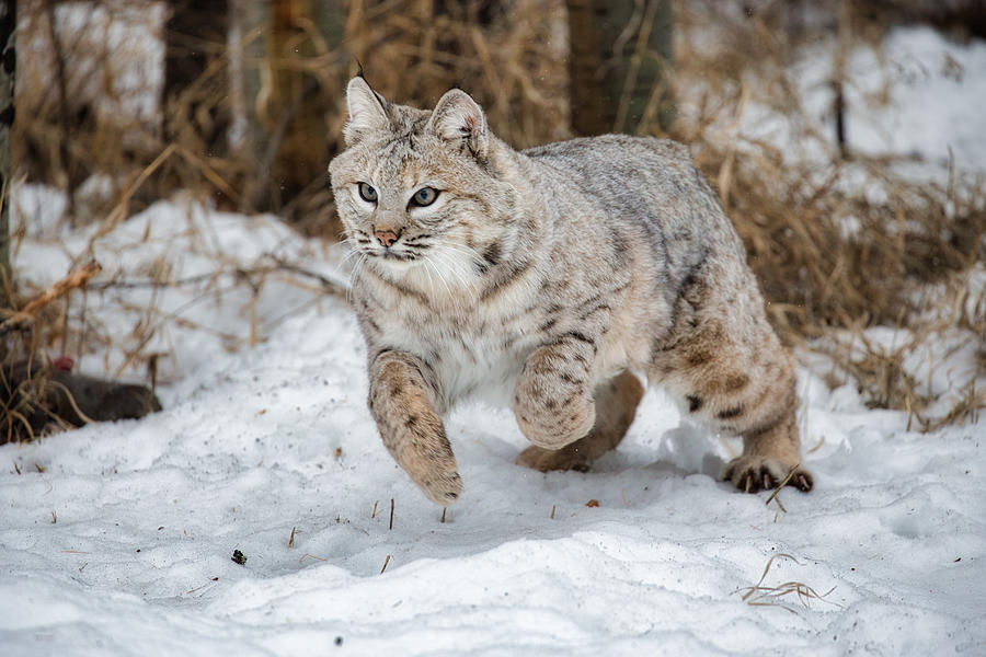 Bobcat Photograph by David Garcia-Costas - Fine Art America