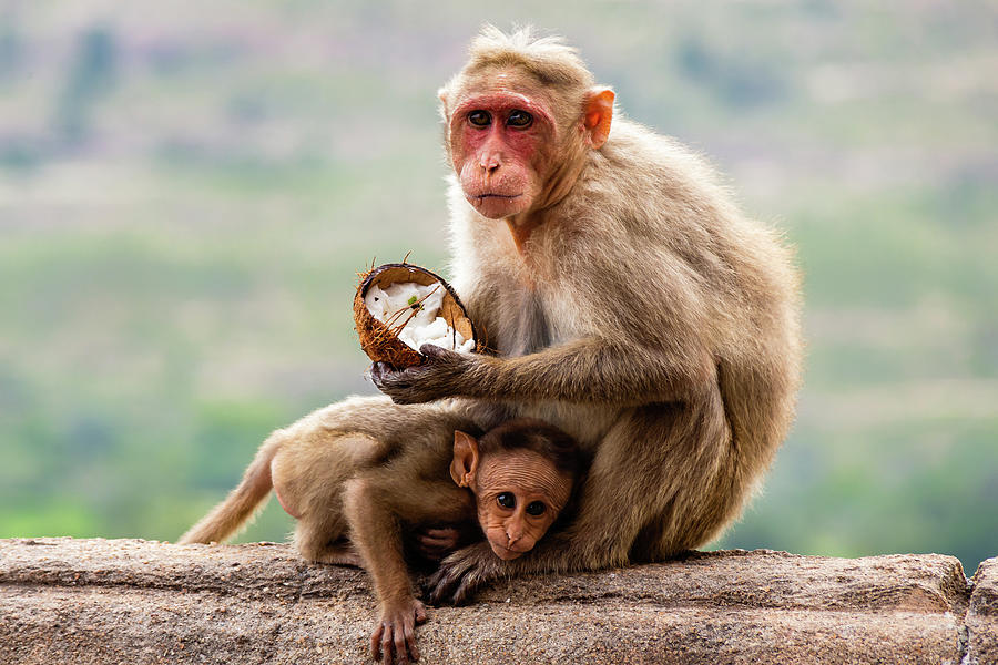 Bonnet macaques - mother and child #3 Photograph by SAURAVphoto Online Store