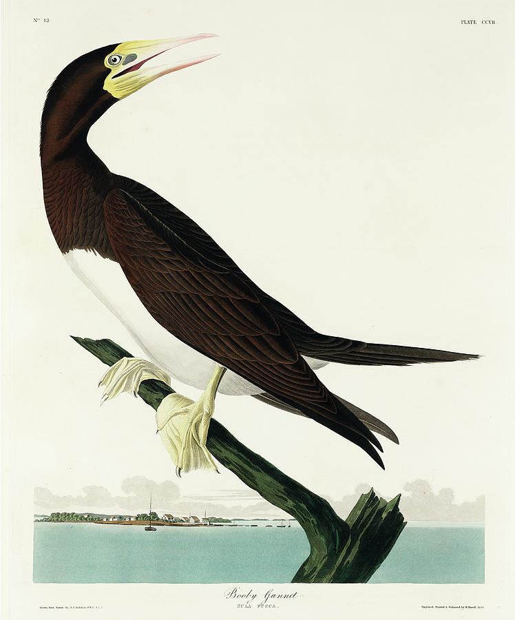 Audubon Birds Drawing - Booby Gannet #3 by John James Audubon