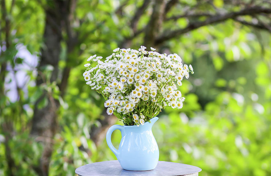 Daisy Photograph - Bouquet of small white daisy flowers in a blue ceramic vase #3 by Olga Strogonova