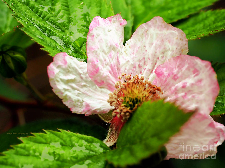 Boysenberry Blossom #3 Photograph by Richard Thomas
