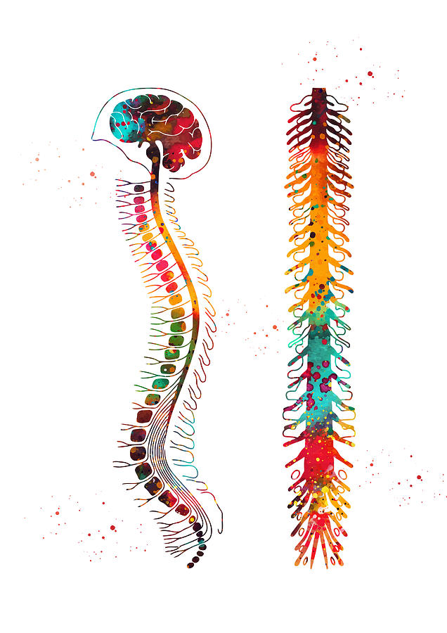Brain Anatomy Digital Art - Brain with spinal cord #3 by Erzebet S