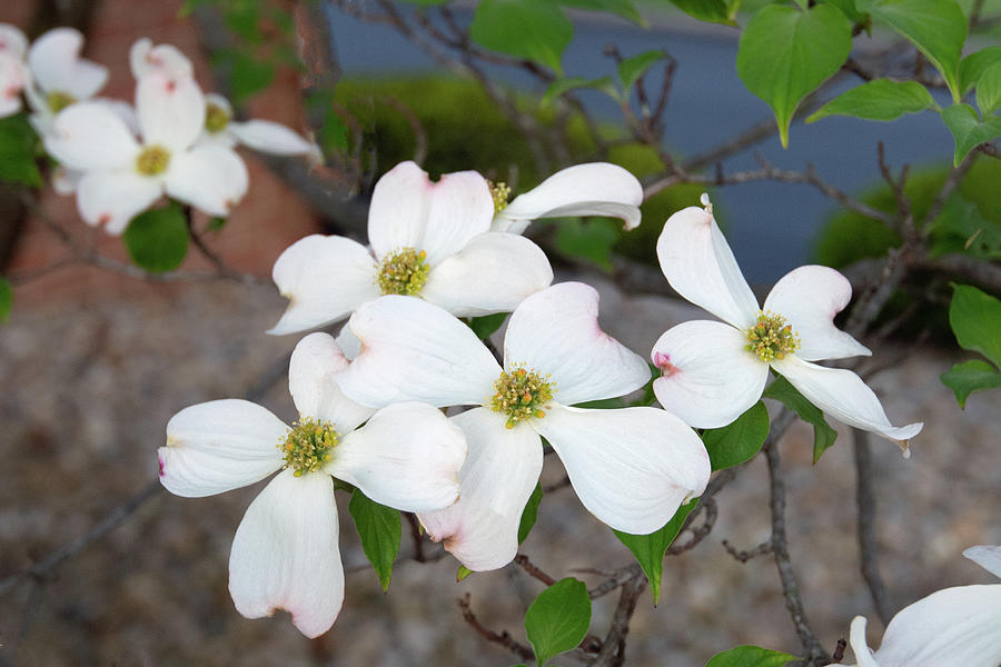 Brautiful Spring Dogwoods-Howard County, Indiana Photograph by William ...