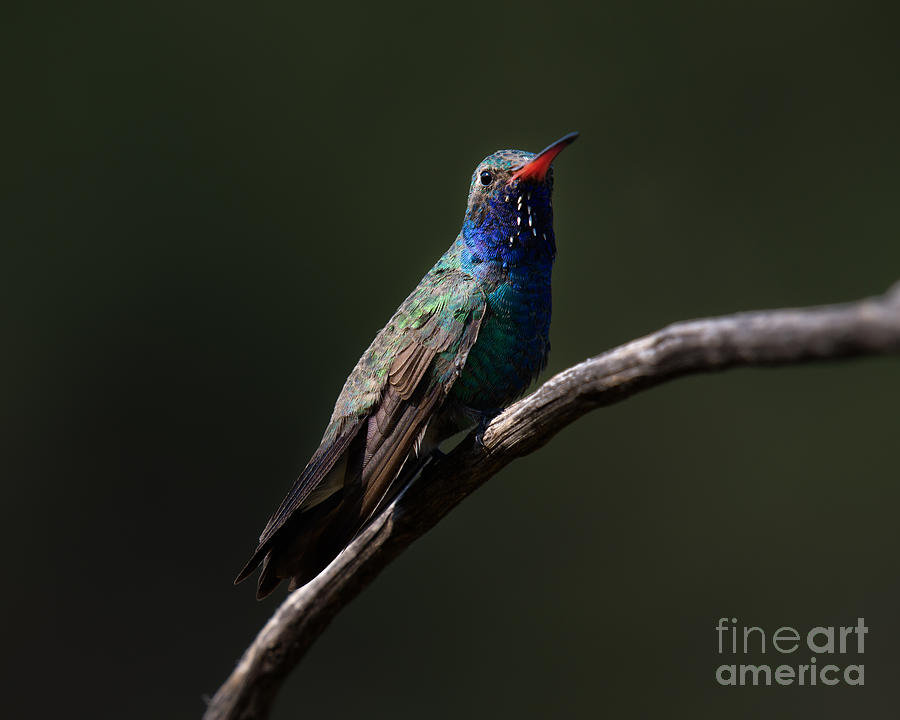Broad-billed Hummingbird #5 Photograph by Lisa Manifold