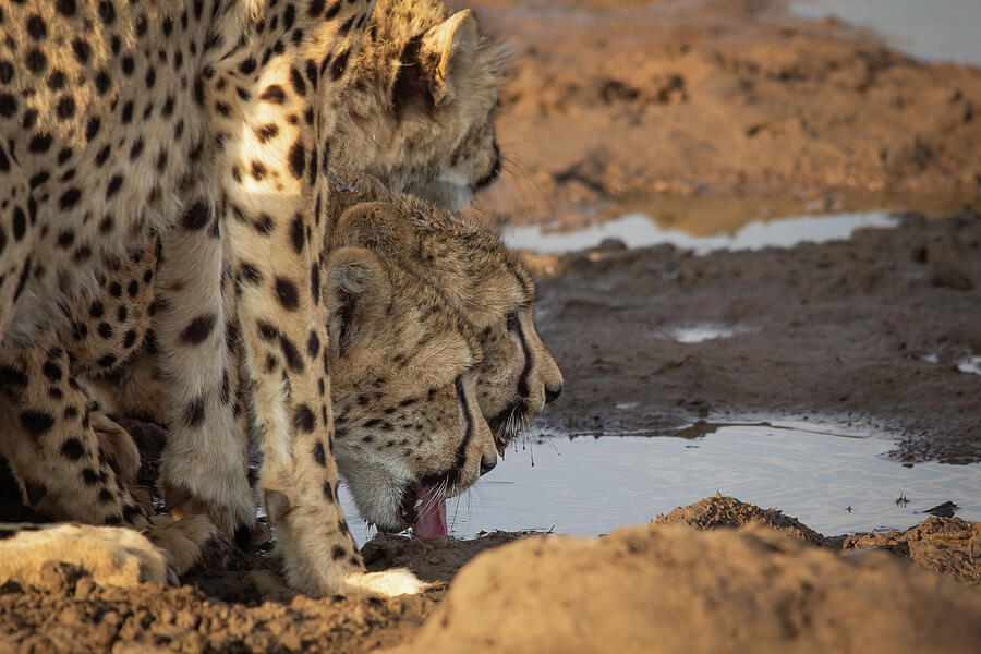 3 brothers drinking - Cheetah Photograph by Keith Carey