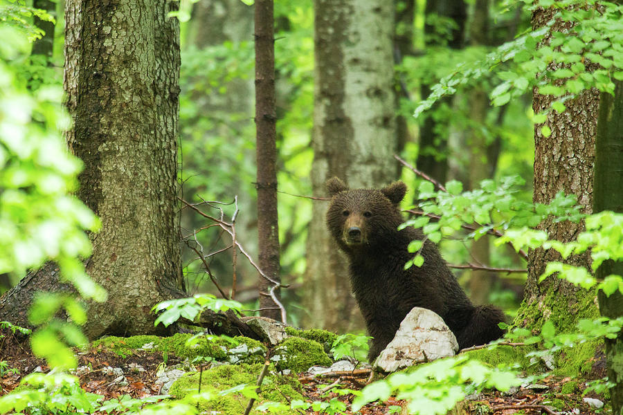 Brown Bear in Slovenia #3 Photograph by Ian Middleton
