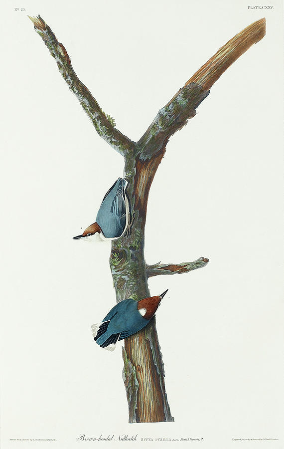 Audubon Birds Drawing - Brown-headed Nuthatch #3 by John James Audubon